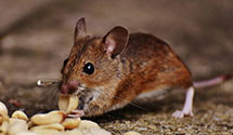 customized-pest-control-for-high-security-facilities Experts in Laurel Run